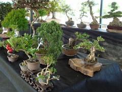 149 BONZAI A MAULEVRIER 2016_000028